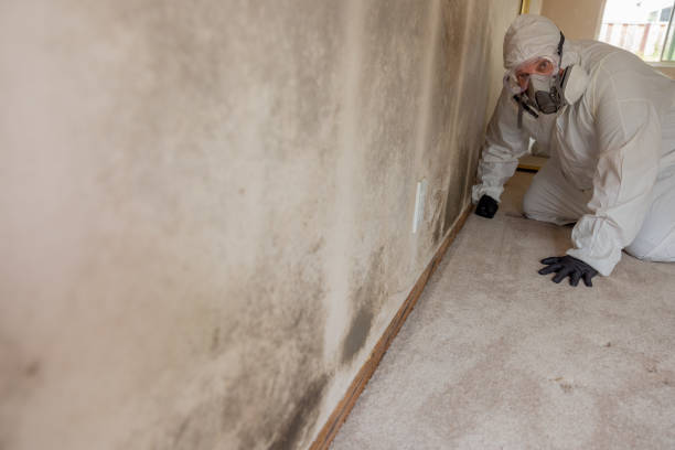 Best Mold Removal for HVAC Installations  in Meadowbrook, AL